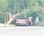 Cae árbol en vehículo