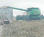 Aceleran la trilla de sorgo y maíz