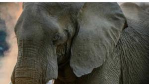 La inteligencia de los elefantes