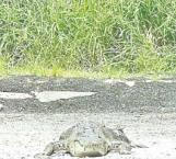 Ataca cocodrilo a un tránsito