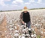 Pizca de algodón en últimos días