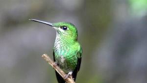 Biólogo explica de qué tamaño son los nidos de colibrí