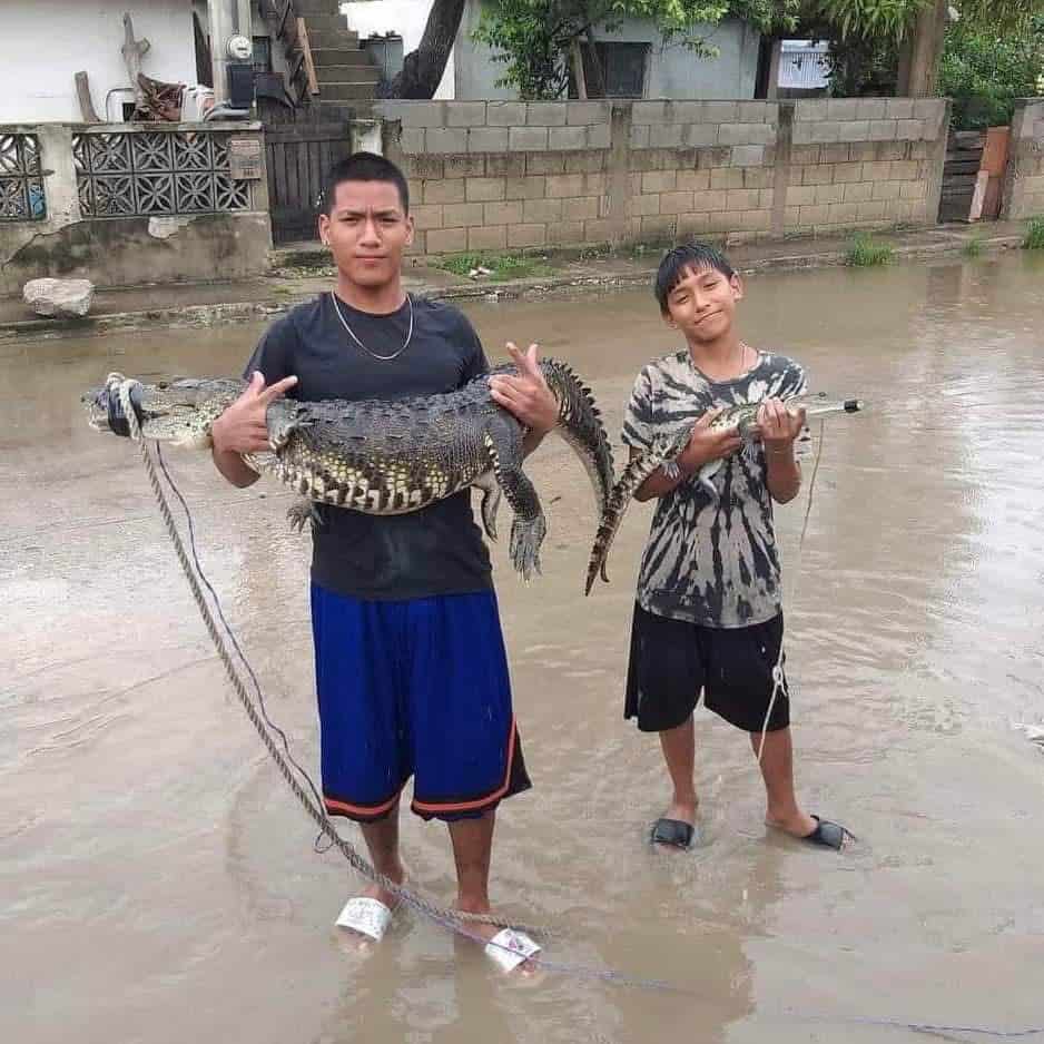 Van 146 cocodrilos capturados en calles de Ciudad Madero: PC
